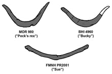 Load image into Gallery viewer, T.rex Tyrannosaurus rex furcula, wishbone cast replica T-rex Trex