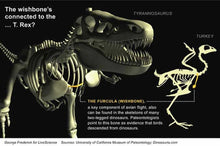 Load image into Gallery viewer, T.rex Tyrannosaurus rex furcula, wishbone cast replica T-rex Trex