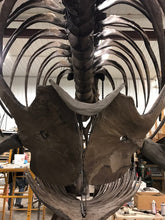 Load image into Gallery viewer, T.rex Tyrannosaurus rex furcula, wishbone cast replica T-rex Trex