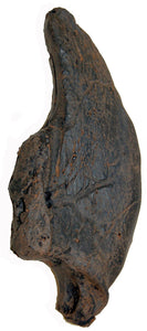 Megalonyx jeffersonii, ground sloth claw, 3rd distal phalange, Now The Official State Fossil Of West Virginia Ground Sloth claw cast replica