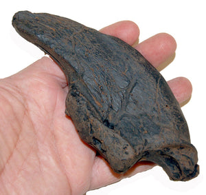 Megalonyx jeffersonii, ground sloth claw, 3rd distal phalange, Now The Official State Fossil Of West Virginia Ground Sloth claw cast replica