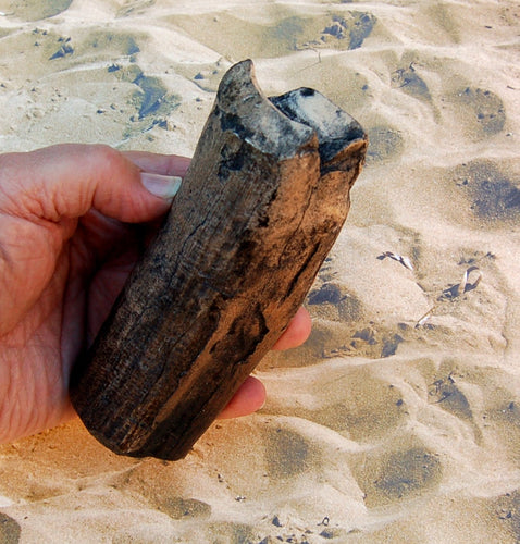 Eremotherium mirabile, (Megatherium) giant ground sloth tooth claw cast replica