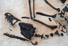 Charger l'image dans la galerie, Bambiraptor feinbergi, insitu skeleton, cast replica