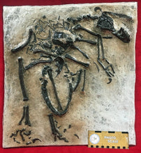Charger l'image dans la galerie, Bambiraptor feinbergi, insitu skeleton, cast replica