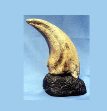 Cargar imagen en el visor de la galería, T.rex Claw 6.2&quot; Tyrannosaurus Rex T.rex Fossil Claw cast replica for sale