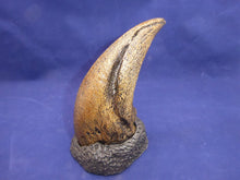 Cargar imagen en el visor de la galería, T.rex Claw 6.2&quot; Tyrannosaurus Rex T.rex Fossil Claw cast replica for sale