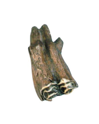 Bison antiquus tooth fossil cast replica