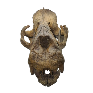 Allodesmus skull cast replica fossil cast replica (Updated 1/24)