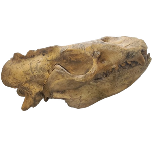 Allodesmus skull cast replica fossil cast replica (Updated 1/24)