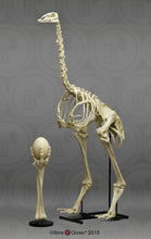 Load image into Gallery viewer, Elephant Bird cast replica recreation