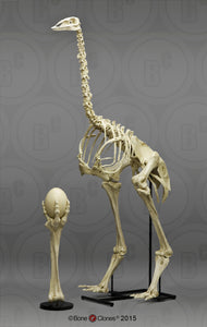 Elephant Bird cast replica recreation