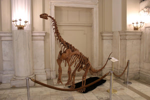 Bellusaurus Skeleton cast replica dinosaur skull skeleton