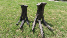 Load image into Gallery viewer, Tinker Juvenile Tyrannosaurus Rex T.rex foot cast replica T-rex