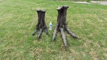 Load image into Gallery viewer, Tinker Juvenile Tyrannosaurus Rex T.rex foot cast replica T-rex