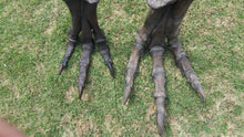 Load image into Gallery viewer, Tinker Juvenile Tyrannosaurus Rex T.rex foot cast replica T-rex