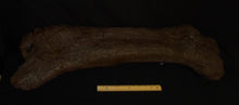 画像をギャラリービューアに読み込む, Triceratops Femur Leg Bone Cast replica #1