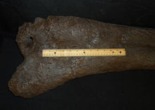 画像をギャラリービューアに読み込む, Triceratops Femur Leg Bone Cast replica #1