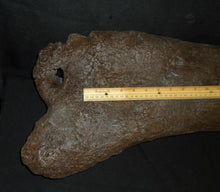画像をギャラリービューアに読み込む, Triceratops Femur Leg Bone Cast replica #1