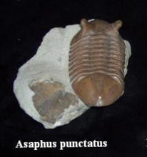 Laden Sie das Bild in den Galerie-Viewer, Trilobite: Asaphus punctatus Trilobite cast replica