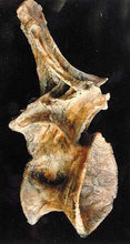 画像をギャラリービューアに読み込む, Ultrasaurus Dorsal Vertebra cast replica (item #M18)