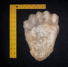 Load image into Gallery viewer, Black Bear hand (front paw) footprint cast replica #4