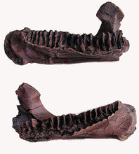 Cargar imagen en el visor de la galería, Triceratops baby jaw cast replica