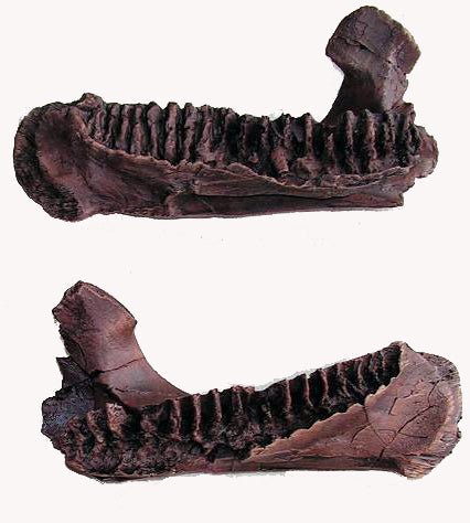 Triceratops baby jaw cast replica