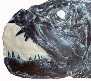 Xiphactinus audux fossil fish cast replica #2 panel