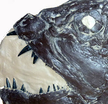 画像をギャラリービューアに読み込む, Xiphactinus audux fossil fish cast replica #2 panel