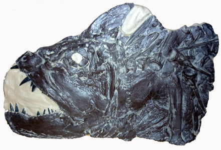 Xiphactinus audux fossil fish cast replica #2 panel