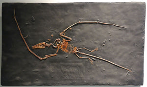 Campylognathoides
Pterodactyloid Pterosaur