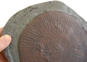 Jellyfish: Eldonia berbera, fossil jellyfish cast