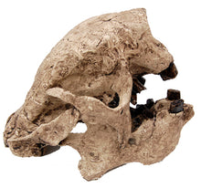 Cargar imagen en el visor de la galería, Megalonyx Ground Sloth skull cast replica #1