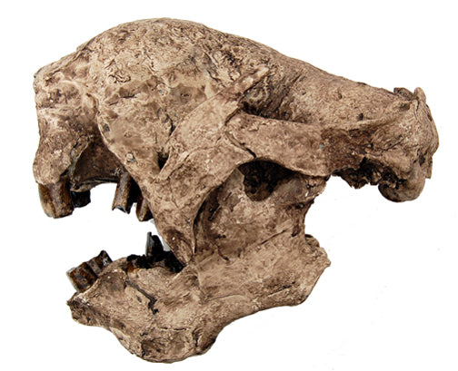 Megalonyx Ground Sloth skull cast replica #1