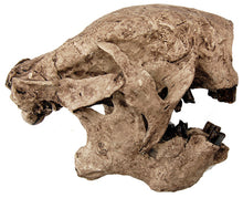 画像をギャラリービューアに読み込む, Megalonyx Ground Sloth skull cast replica #1