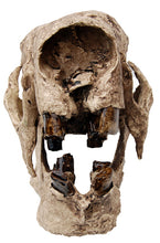 画像をギャラリービューアに読み込む, Megalonyx Ground Sloth skull cast replica #1