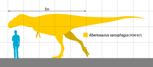 Albertosaurus Tooth cast replica reproduction.