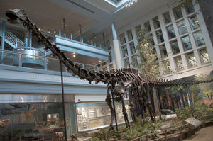 Diplodocus (Seismosaurus) skull cast replica