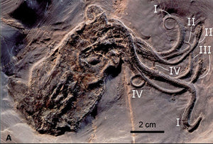Octopus: Proteroctopus ribeti, fossil octopus cast replica 