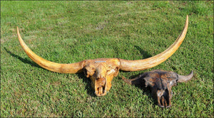 Bison latifrons fossil skull cast replica