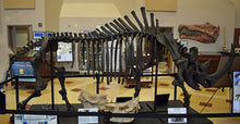 Charger l&#39;image dans la galerie, Woolly Rhino skeleton cast replica 2