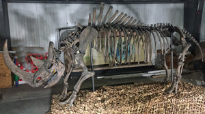 Woolly Rhino skeleton cast replica 2