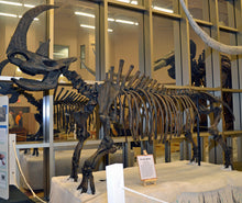 Laden Sie das Bild in den Galerie-Viewer, Woolly Rhino skeleton cast replica 2