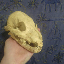 Load image into Gallery viewer, Cave bear; juvenile cave Bear Cub skull cast replica