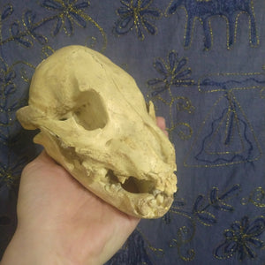 Cave bear; juvenile cave Bear Cub skull cast replica