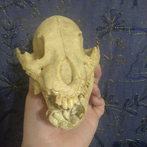 Cave bear; juvenile cave Bear Cub skull cast replica