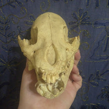 Load image into Gallery viewer, Cave bear; juvenile cave Bear Cub skull cast replica