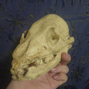 Cave bear; juvenile cave Bear Cub skull cast replica