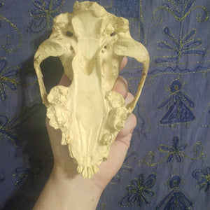 Cave bear; juvenile cave Bear Cub skull cast replica