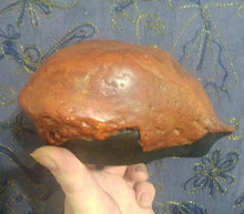 Laden Sie das Bild in den Galerie-Viewer, Homo erectus: Java Man skull cap cast replica Trinil